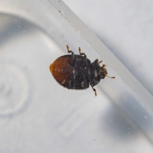 Coccinellidae (family) at Jerrabomberra, NSW - suppressed