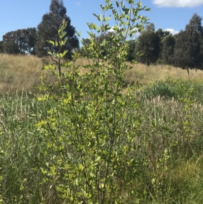 Fraxinus sp. (An Ash) at Lawson, ACT - 9 Dec 2022 by rainer