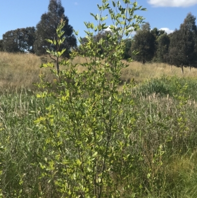 Fraxinus sp. (An Ash) at Lawson, ACT - 10 Dec 2022 by rainer