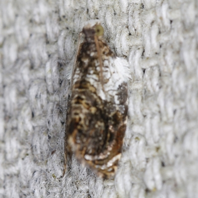 Acroceuthes metaxanthana (Dog-faced Bell Moth) at O'Connor, ACT - 6 Nov 2022 by ibaird