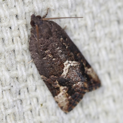 Epitymbia alaudana (Epitymbia alaudana) at O'Connor, ACT - 6 Nov 2022 by ibaird