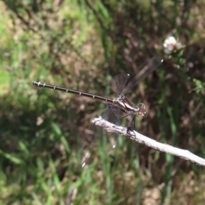 Austroargiolestes calcaris at Paddys River, ACT - 11 Dec 2022