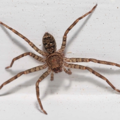 Unverified Spider (Araneae) at  - suppressed by TimL