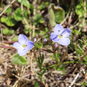 Veronica gracilis at Paddys River, ACT - 11 Dec 2022 11:26 AM