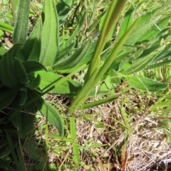 Diuris monticola at Paddys River, ACT - suppressed