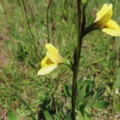 Diuris monticola at Paddys River, ACT - suppressed