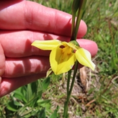 Diuris monticola at Paddys River, ACT - suppressed