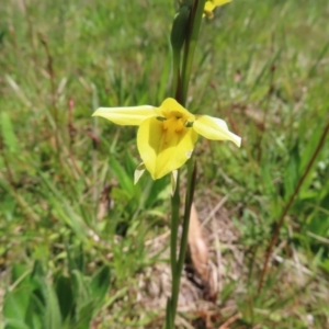 Diuris monticola at Paddys River, ACT - suppressed