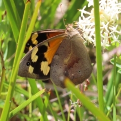 Heteronympha merope (Common Brown Butterfly) at Cotter River, ACT - 11 Dec 2022 by MatthewFrawley