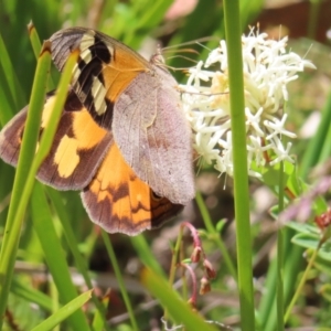 Heteronympha merope at Cotter River, ACT - 11 Dec 2022