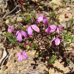 Tetratheca bauerifolia (Heath Pink-bells) at Cotter River, ACT - 11 Dec 2022 by MatthewFrawley