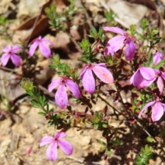 Tetratheca bauerifolia at Cotter River, ACT - 11 Dec 2022 11:45 AM