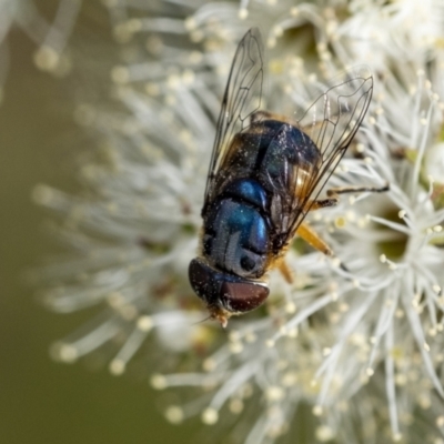 Austalis copiosa (Hover fly) at Penrose, NSW - 10 Dec 2022 by Aussiegall