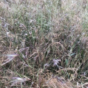 Themeda triandra at Bruce, ACT - 4 Dec 2022