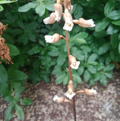 Gastrodia sesamoides (Cinnamon Bells) at City Renewal Authority Area - 5 Dec 2022 by Miranda