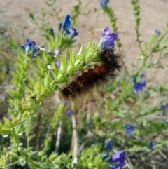 Arctiinae (subfamily) (A Tiger Moth or Woolly Bear) at Coombs, ACT - 29 Nov 2022 by Miranda