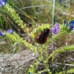 Arctiinae (subfamily) at Coombs, ACT - 29 Nov 2022 04:39 PM