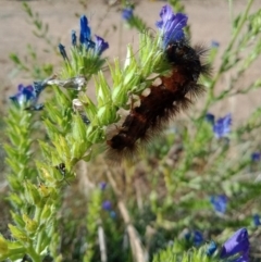 Arctiinae (subfamily) at Coombs, ACT - 29 Nov 2022