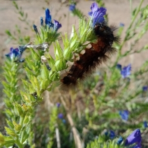 Arctiinae (subfamily) at Coombs, ACT - 29 Nov 2022 04:39 PM