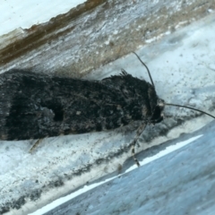 Thoracolopha verecunda (A Noctuid moth (Acronictinae)) at Ainslie, ACT - 30 Nov 2022 by jb2602