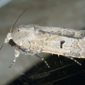 Proteuxoa hypochalchis at Ainslie, ACT - 30 Nov 2022