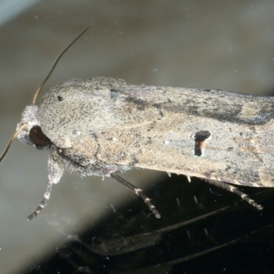 Proteuxoa hypochalchis (Black-bar Noctuid) at Ainslie, ACT - 30 Nov 2022 by jb2602