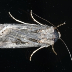 Agrotis munda at Ainslie, ACT - 30 Nov 2022 10:54 PM