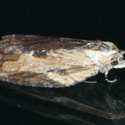 Cryptoptila immersana (A Tortricid moth) at Ainslie, ACT - 30 Nov 2022 by jb2602