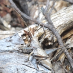 Lanciana montana (Montane Ground Shield-back) at Tinderry, NSW - 8 Dec 2022 by Harrisi