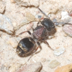 Mutillidae (family) (Unidentified Mutillid wasp or velvet ant) at Tinderry Nature Reserve - 8 Dec 2022 by Harrisi