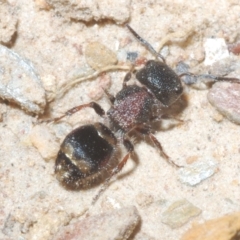 Mutillidae (family) (Unidentified Mutillid wasp or velvet ant) at Tinderry, NSW - 8 Dec 2022 by Harrisi