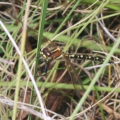 Synthemis eustalacta (Swamp Tigertail) at Tennent, ACT - 7 Dec 2022 by Harrisi