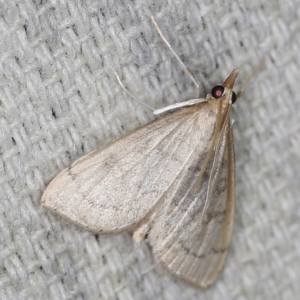 Metasia pharisalis at O'Connor, ACT - 28 Nov 2022