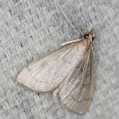 Metasia pharisalis (A Crambid moth) at O'Connor, ACT - 28 Nov 2022 by ibaird