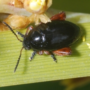 Arsipoda holomelaena at Tennent, ACT - 7 Dec 2022 11:58 AM