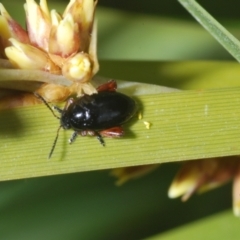 Arsipoda holomelaena at Tennent, ACT - 7 Dec 2022 11:58 AM