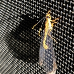 Nymphes myrmeleonoides (Blue eyes lacewing) at Kings Park, NSW - 12 Dec 2022 by APGilk