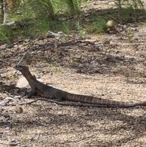 Varanus rosenbergi at Cotter River, ACT - suppressed