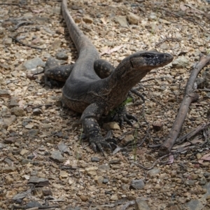 Varanus rosenbergi at Cotter River, ACT - suppressed