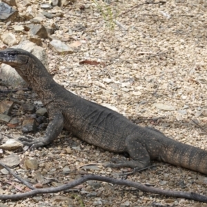 Varanus rosenbergi at Cotter River, ACT - suppressed