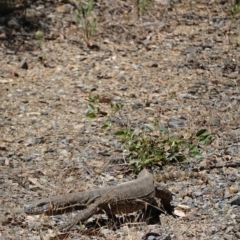 Varanus rosenbergi (Heath or Rosenberg's Monitor) at Cotter River, ACT - 11 Dec 2022 by LukeMcElhinney