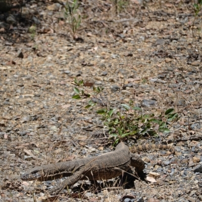 Varanus rosenbergi (Heath or Rosenberg's Monitor) at Cotter River, ACT - 11 Dec 2022 by LukeMcElhinney