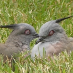 Ocyphaps lophotes (Crested Pigeon) at Braemar, NSW - 11 Dec 2022 by Curiosity