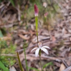 Caladenia moschata (Musky Caps) at Harolds Cross, NSW - 11 Dec 2022 by Csteele4