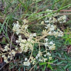 Astrotricha ledifolia (Common Star-hair) at Captains Flat, NSW - 12 Dec 2022 by Csteele4