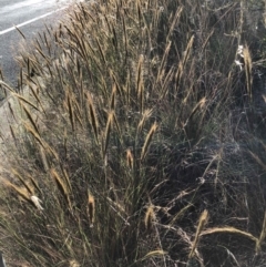 Austrostipa densiflora (Foxtail Speargrass) at O'Connor, ACT - 14 Dec 2022 by JohnGiacon