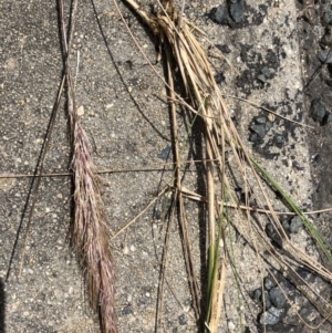 Austrostipa densiflora at O'Connor, ACT - 14 Dec 2022