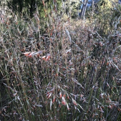Rytidosperma pallidum (Red-anther Wallaby Grass) at Bruce Ridge to Gossan Hill - 3 Dec 2022 by JohnGiacon
