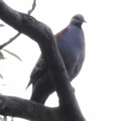 Phaps elegans (Brush Bronzewing) at Acton, ACT - 12 Dec 2022 by JohnBundock