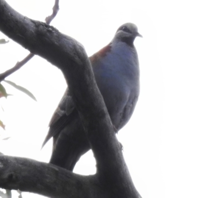 Phaps elegans (Brush Bronzewing) at Acton, ACT - 13 Dec 2022 by JohnBundock